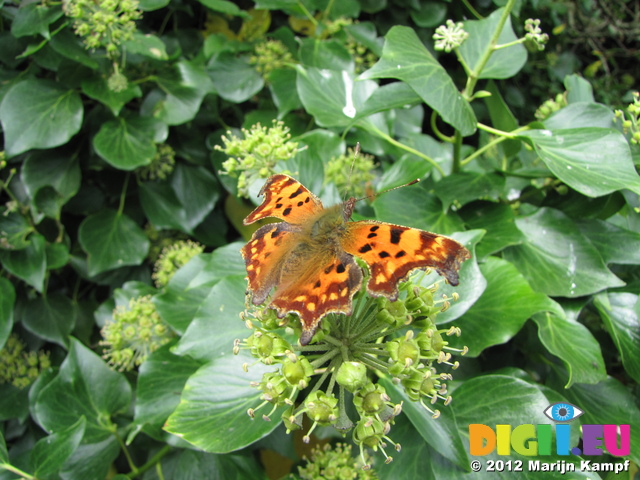 SX24682 Comma (Nymphalis c-album) on Ivy (Hedera Helix) flower